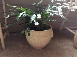 McCoy with Christmas cactus