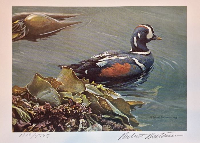 Signed/number print: Harlequin Duck, Bull Kelp. 1988 Washington State Waterfowl Stamp Print Program