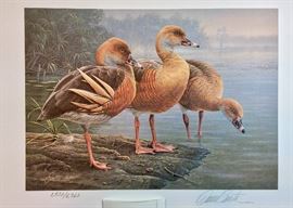 Signed/numbered print includes a signed stamp. Daniel Smith Australia 1989-90 First of Nation. Plumed Whistling Duck.