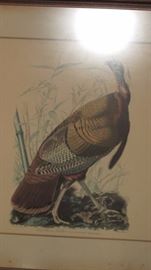 1940s Audubon Print