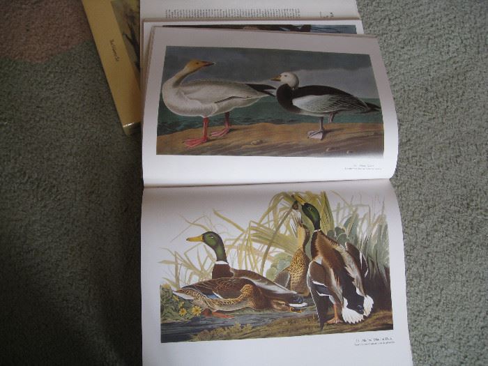Illustrations of Audubon's book