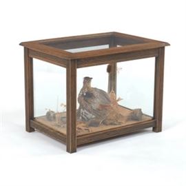 Custom Made Coffee Table with Display Taxidermy of Male Ruffed Grouse Bonasa Umbellas