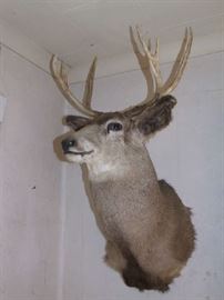 MULE DEER 3 POINT HEAD MOUNT