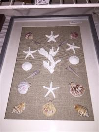 Framed shell collection