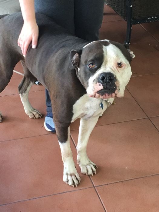 This American Bulldog is 3 years old and needs a new home.  He is sweet as sugar.  Please let me know if you want him. Thanks