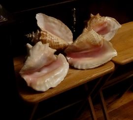 Large Conch Shells some 11"