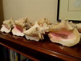 more conch shells