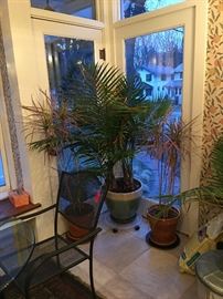Huge palm tree and other plants.