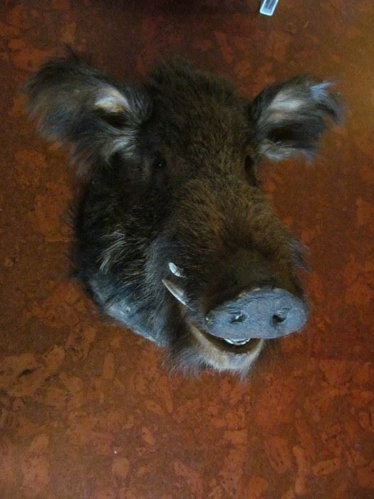 1950's wild boar from Germany