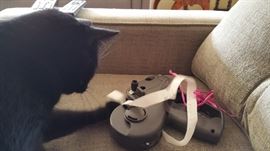 Dracula Seahawk Fang helping with the pricing