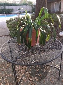 Round black pool-side table; one of several live plants