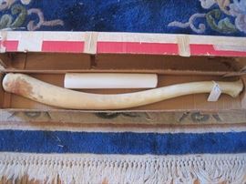 FOSSILIZED WALRUS BACULUM