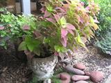 planters with plants