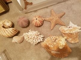 Seashells