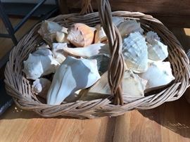 Conch shells