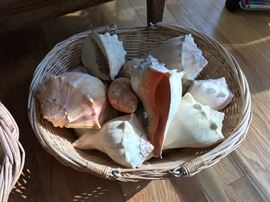  More Conch shells