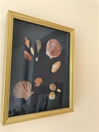Framed shells