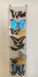 Butterflies and lucite