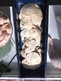 Razor thin sand dollars, lovingly collected over many years