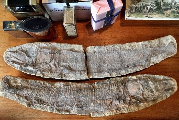 Kajillion year old whole fish fossils - 21 inches long