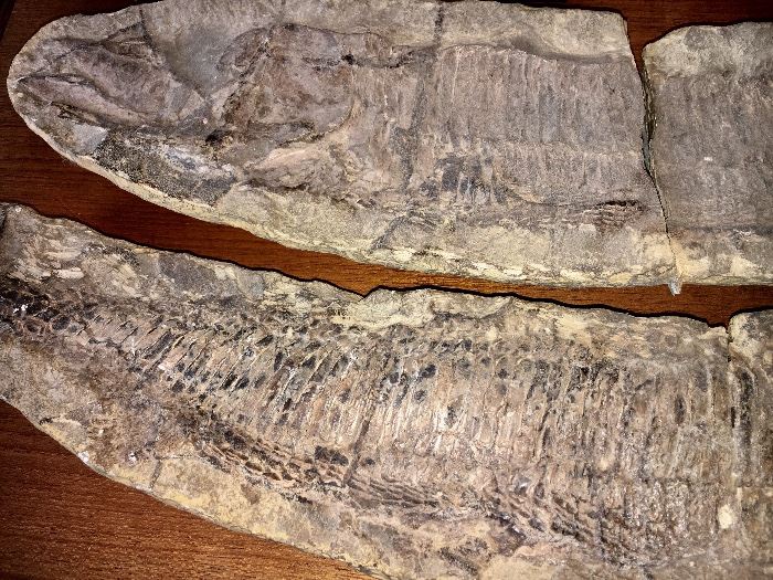 Kajillion year old whole fish fossils!