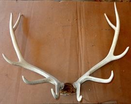 LARGE BULL ELK ANTLERS