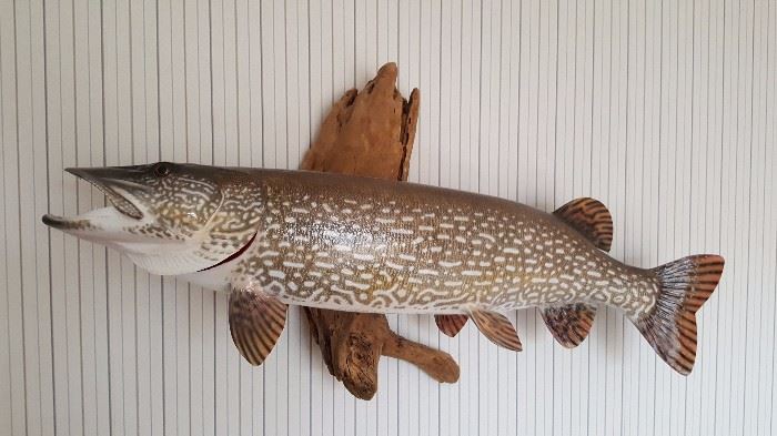 Northern Pike Taxidermy Mount