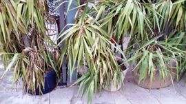 Huge 3 foot diameter Pots and plants