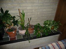LIVE PLANTS