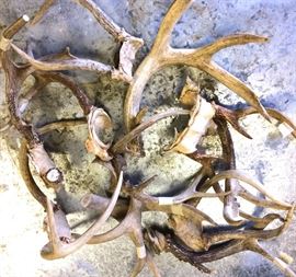 Vintage deer antlers ready for DIY and crafting.