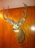deer head mount