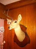 deer head mount