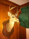 deer head mount
