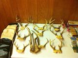 pairs of antlers