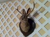 jackalope!