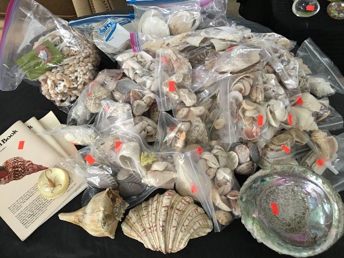 Very Large Sea Shell Collection 
