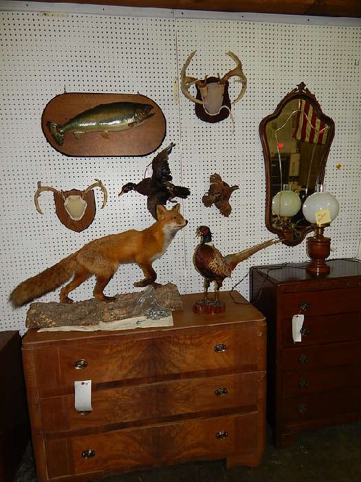 nice game collection taxidermy mounts, pelts