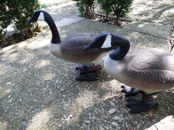 Geese are looking for new home!