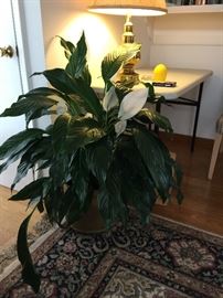 Huge peace Lilly 30.00