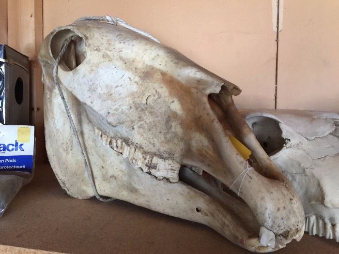 Large wild horse skull