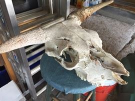 Steer skull
