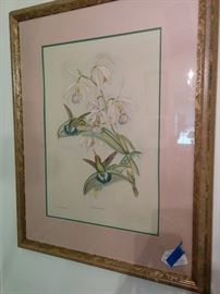 Gould hummingbird print, hand-colored