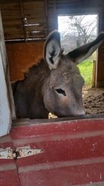 One of two donkeys for sale