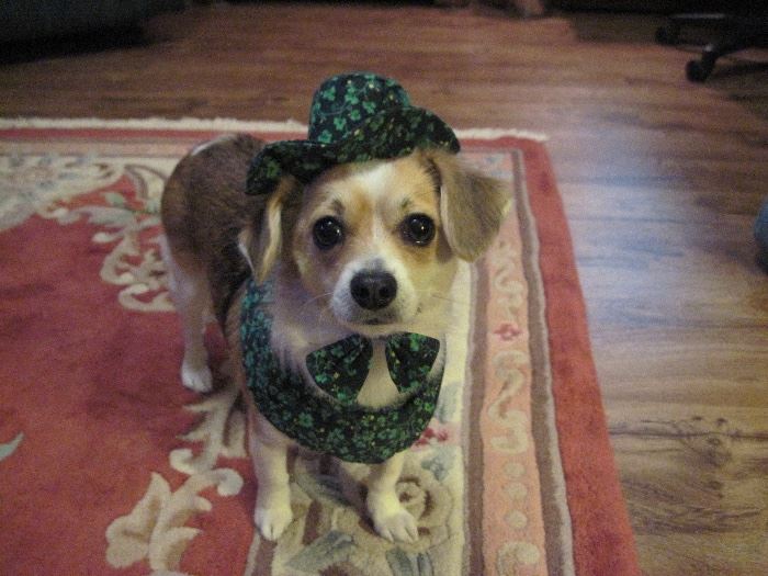 the cutest dog in East Ridge ready for St.Patrick's Day