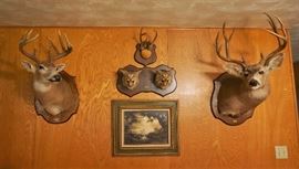 Taxidermy