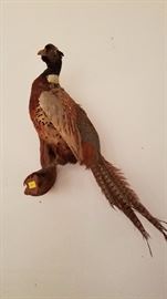 Stuffed/Mounted Bird - $50