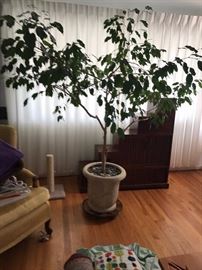 Large Mature Ficus