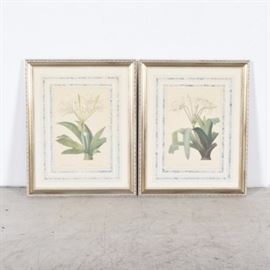 After Pierre-Joseph Redouté Offset Lithographs "Crinum Erubescens" and "Pancratium Speciosum": A pair of offset lithographs after Crinum Erubescens and Pancratium Speciosum by Pierre-Joseph Redouté (1759 – 1840, Luxembourg). These botanical prints depict the South American swamp crinum and the Caribbean New World Pancratius Lily, respectively. They are set behind glass within cream and marbled seafoam mats and deep metallic frames with wires to the versos for hanging.