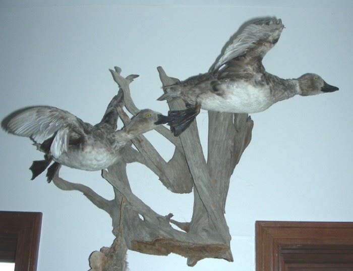 Portion of mounts