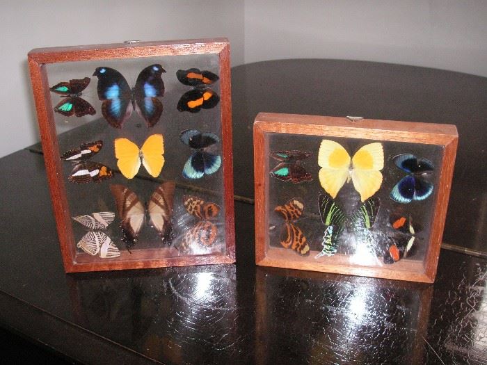 Butterfly double sided pictures